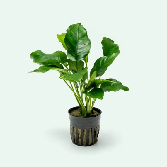 Anubias Barteri