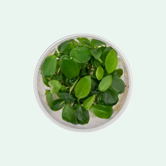 Anubias Barteri - Image 3