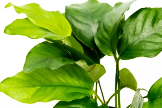 Anubias Barteri - Image 4