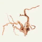 Spider Wood