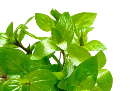 Staurogyne Repens - Image 3