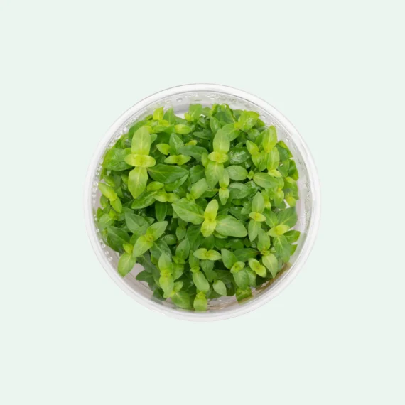 Staurogyne Repens - Image 5
