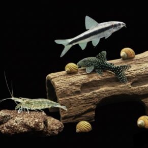 Algae Eaters & Plecos