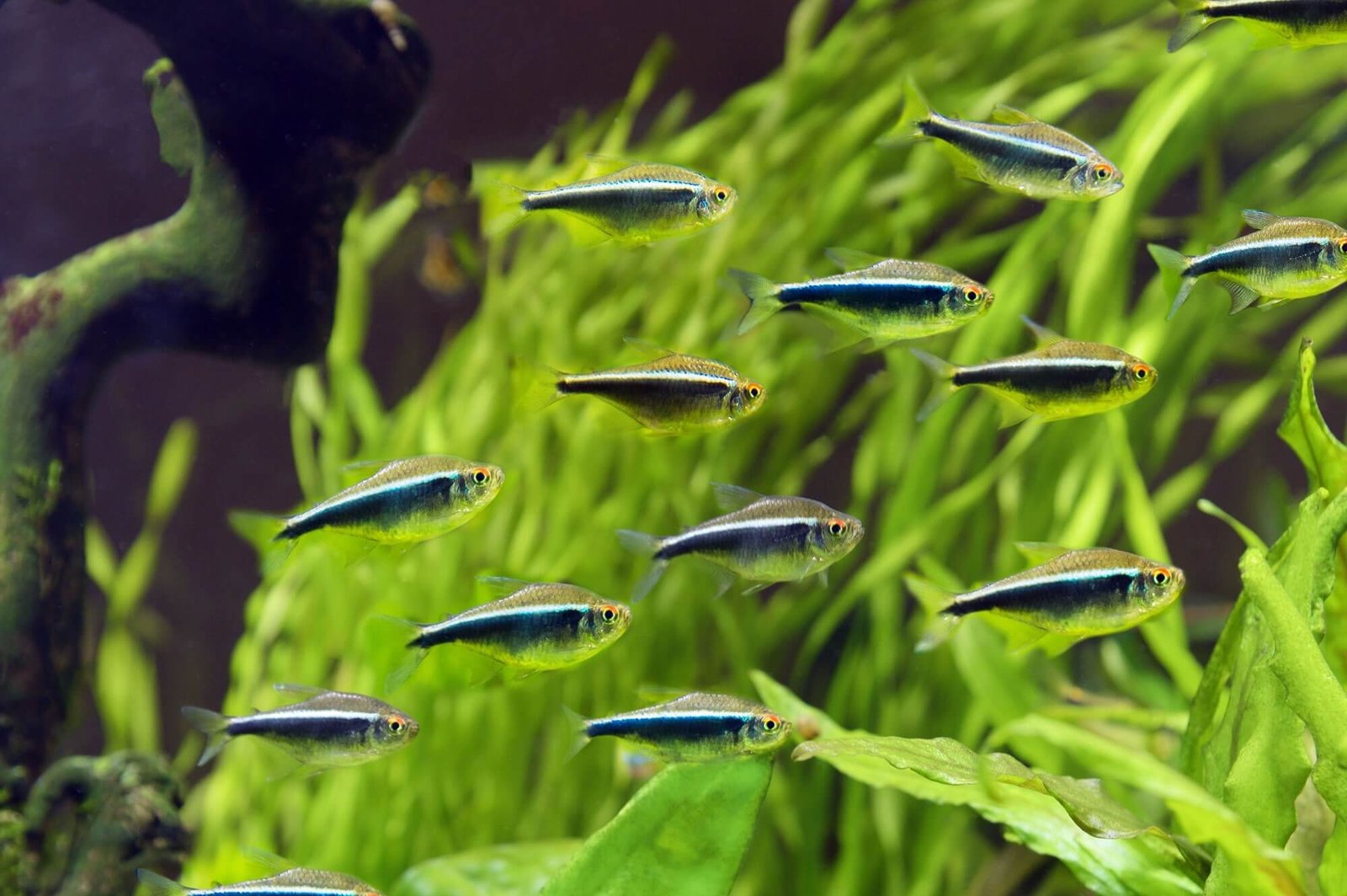 Black Neon Tetra - Image 3