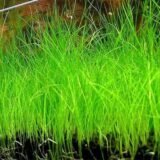 Hair Grass (Eleocharis sp.)