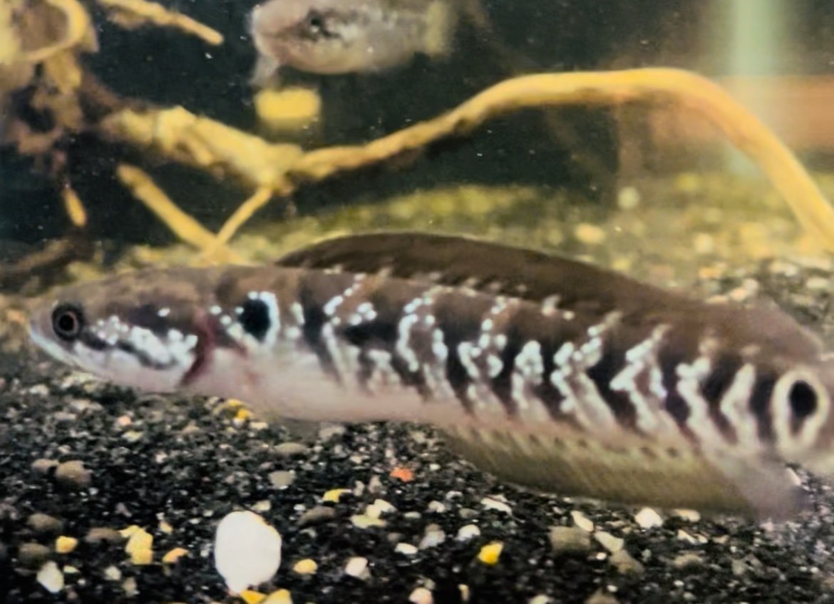 Channa Asiatica White Spot F1
(3.5”-4”inch) - Image 3