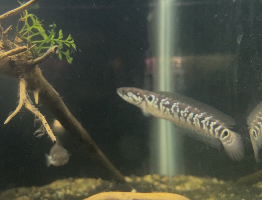 Channa Asiatica White Spot F1
(3.5”-4”inch) - Image 2