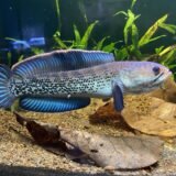 Channa Stewartii – Karbi Anglong
4”-5”inch
(Imported)