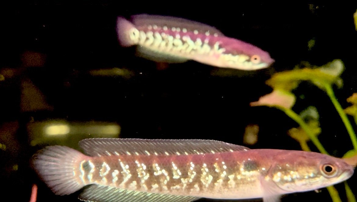 Channa Asiatica White Spot F1
(3.5”-4”inch) - Image 4