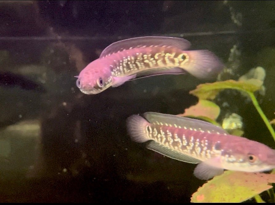 Channa Asiatica White Spot F1
(3.5”-4”inch) - Image 5