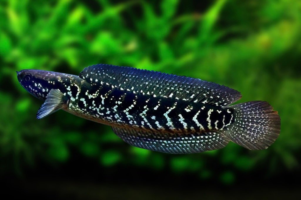 Channa Asiatica White Spot F1
(3.5”-4”inch) - Image 6