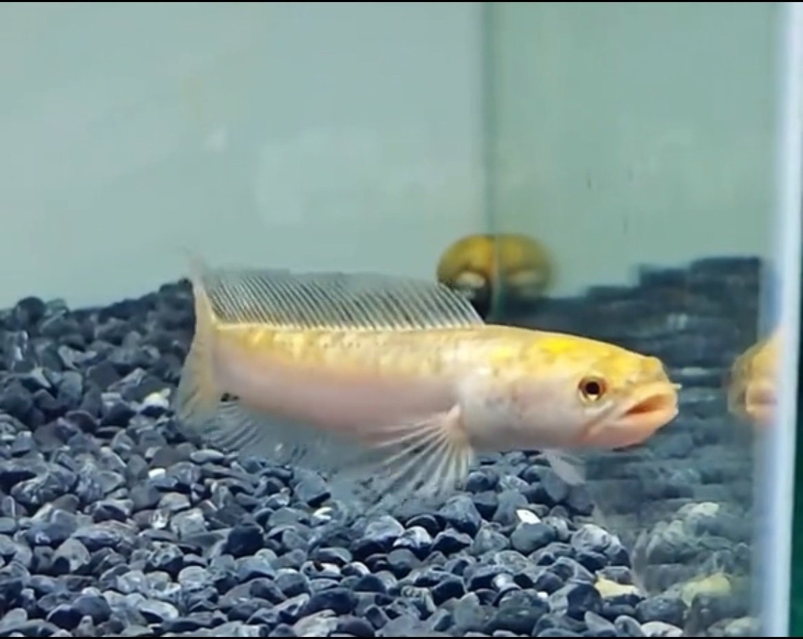 Channa Golden Pulchra - 3”-3.5”inch
(Imported) - Image 5