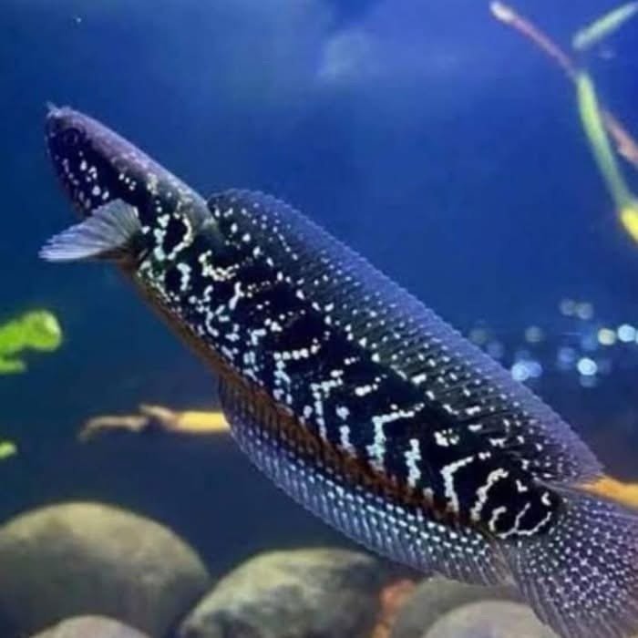 Channa Asiatica White Spot F1
(3.5”-4”inch)