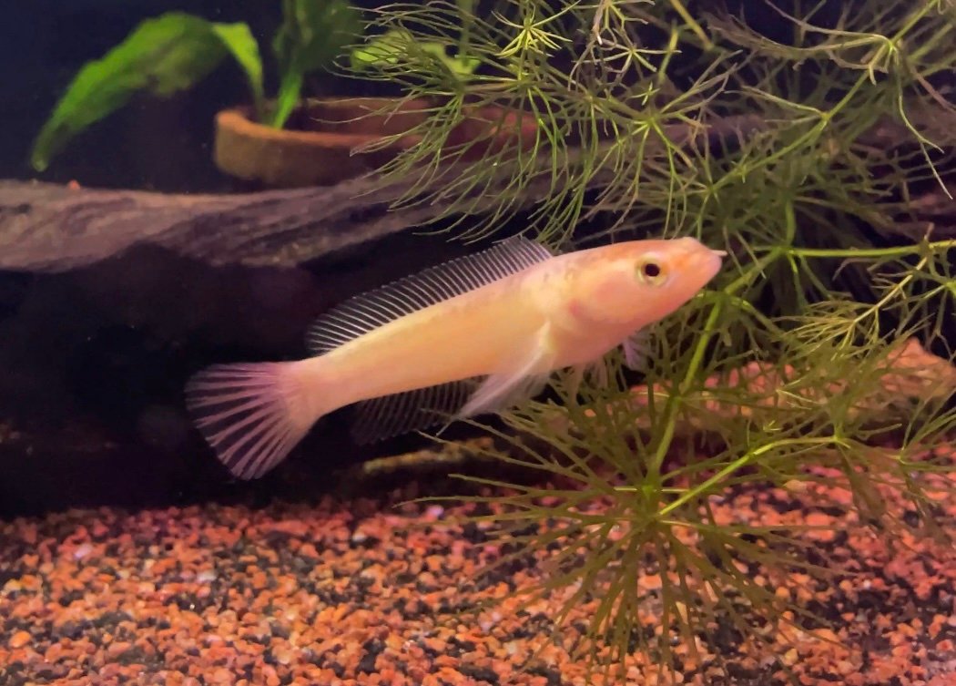 Channa Golden Pulchra - 3”-3.5”inch
(Imported) - Image 4