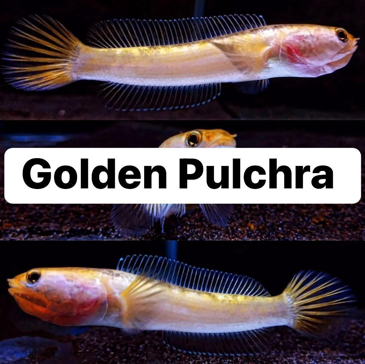 Channa Golden Pulchra - 3”-3.5”inch
(Imported) - Image 6