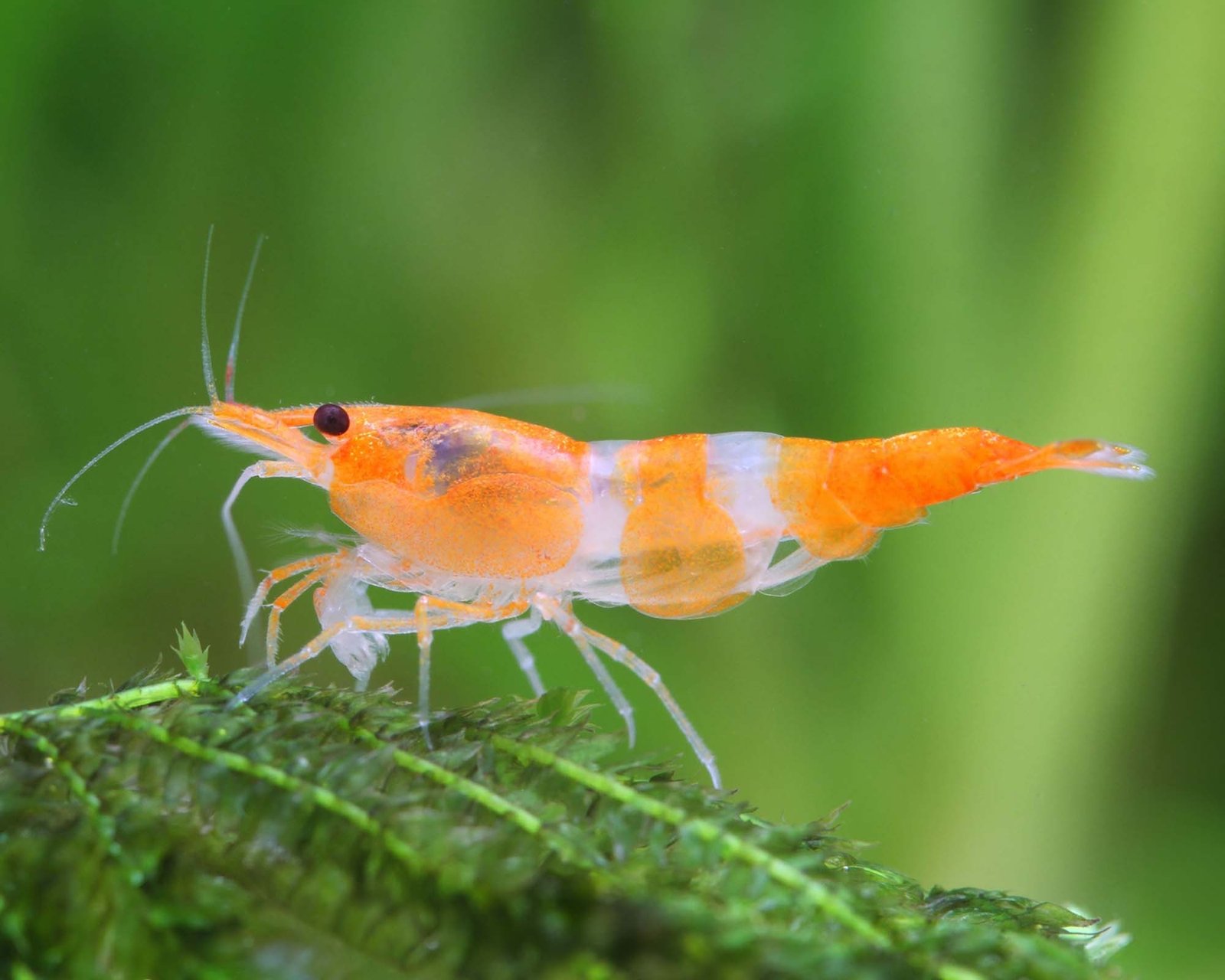 Orange Rili Shrimp