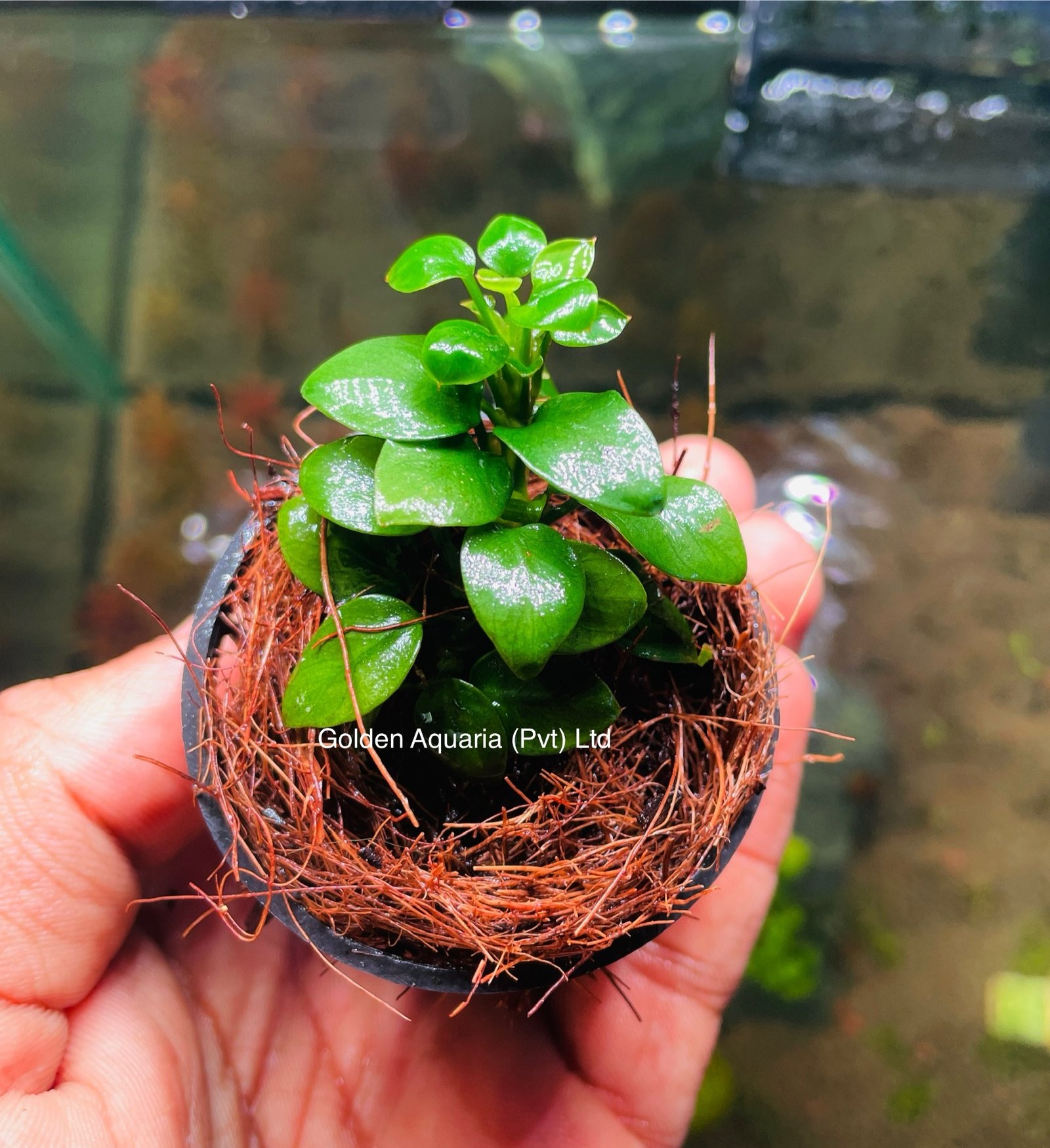 Anubias Petite - M - Image 2