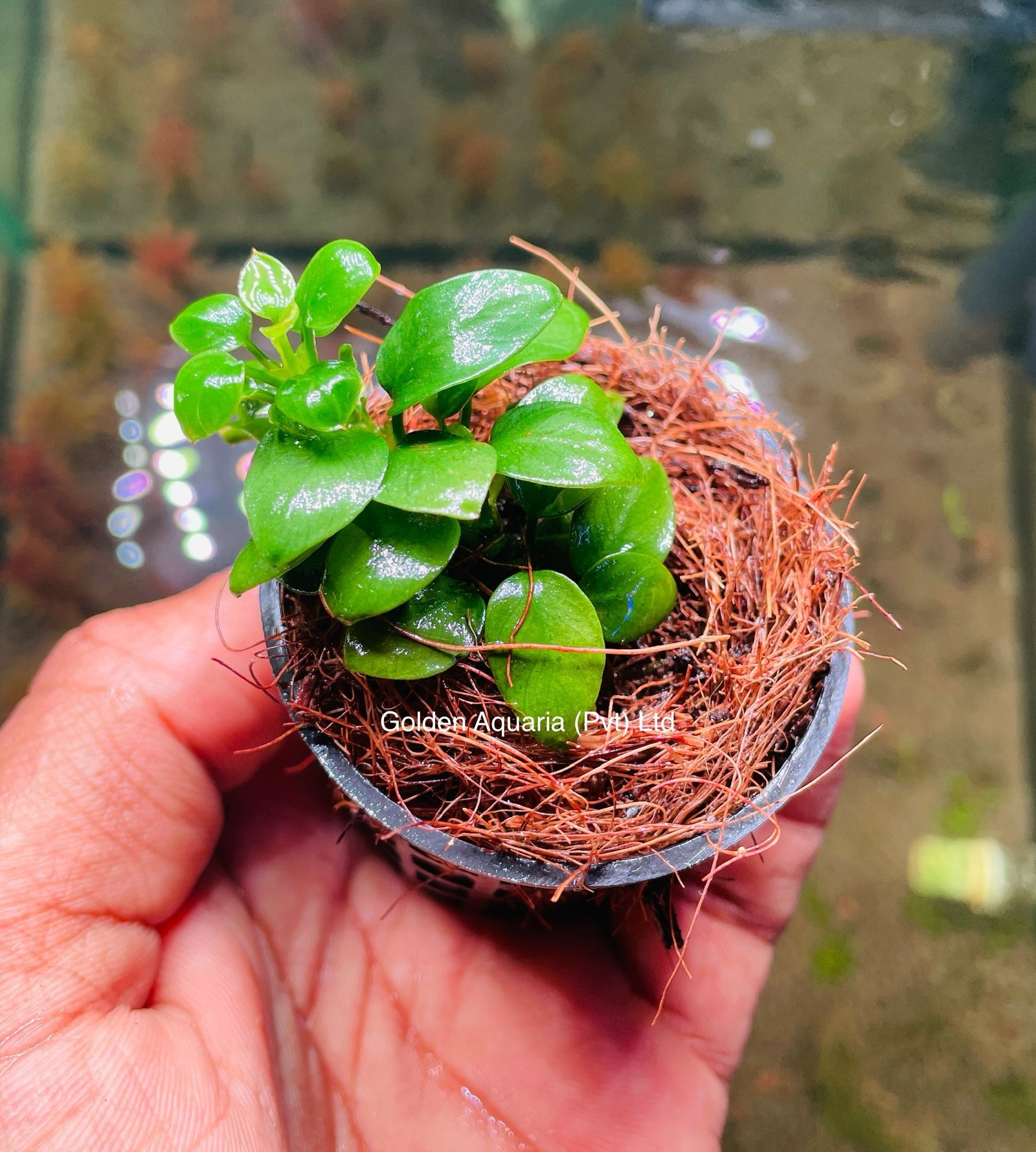 Anubias Petite - M