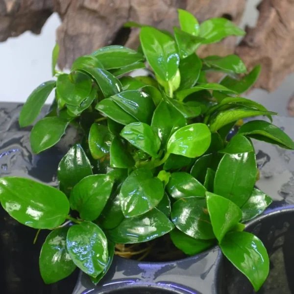 Anubias Petite - M - Image 3