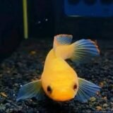 Channa Golden Limbata Xanthic - 4” inch
(Imported)