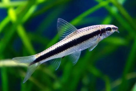 Siamese Algae Eater (SAE)