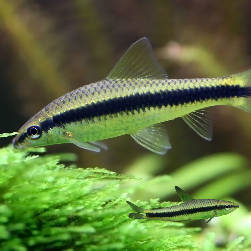 Siamese Algae Eater (SAE) - Image 3