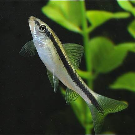 Siamese Algae Eater (SAE) - Image 2