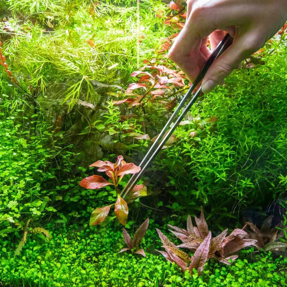Straight Aquarium Plant Tweezer - Image 3