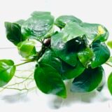Anubias Nana - L Pot
(6-8cm plant 2 in 1 pot)