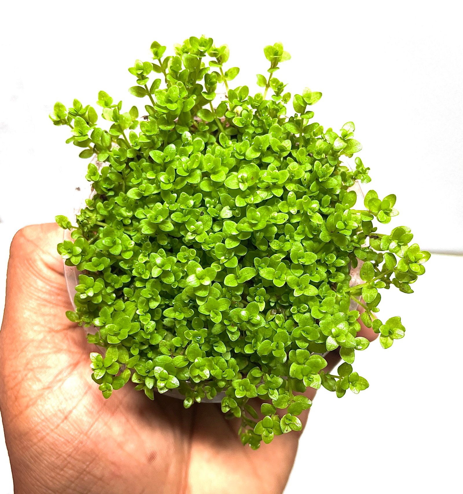 Monte Carlo (Micranthemum Tweediei)