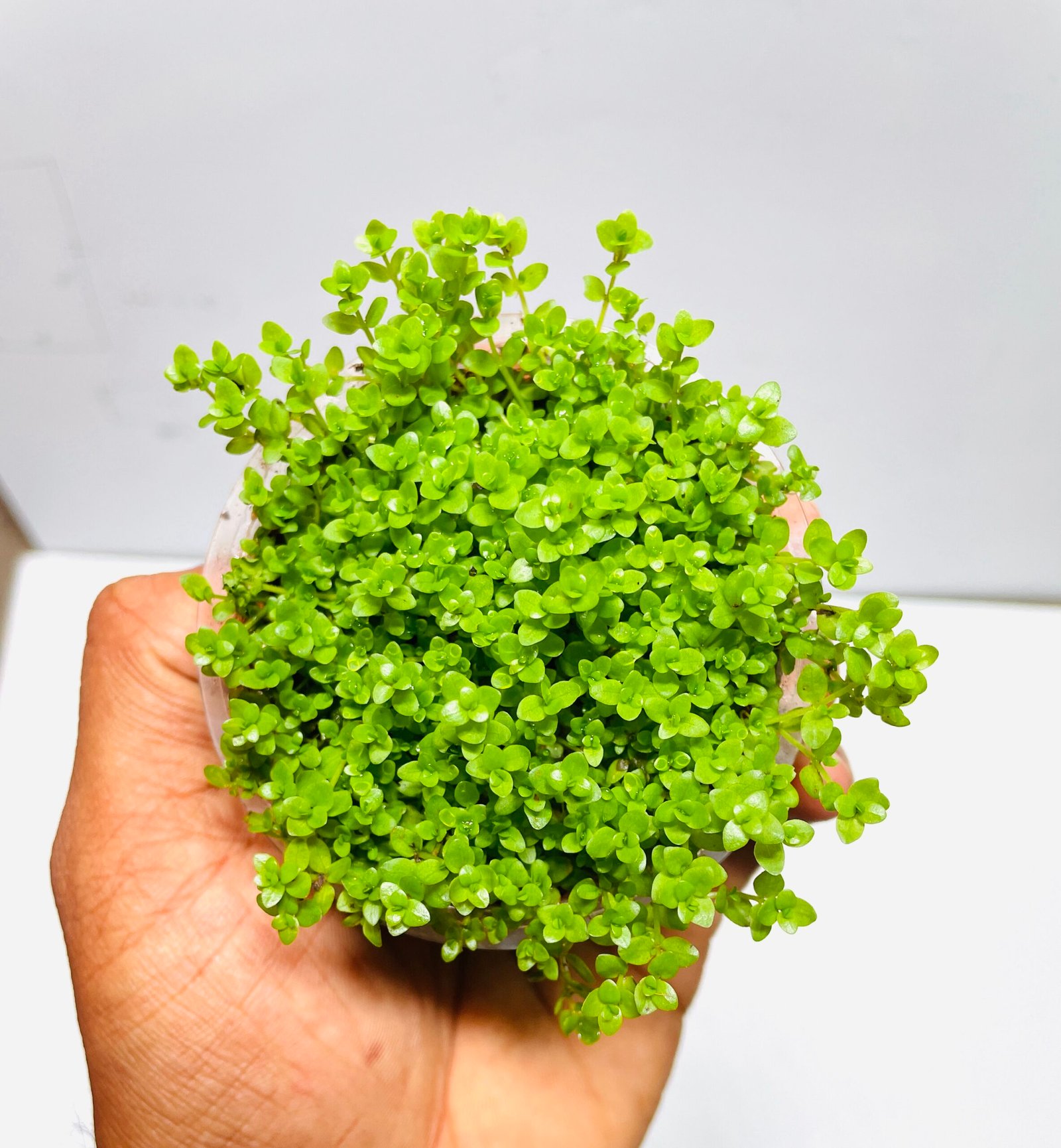 Monte Carlo (Micranthemum Tweediei) - Image 2