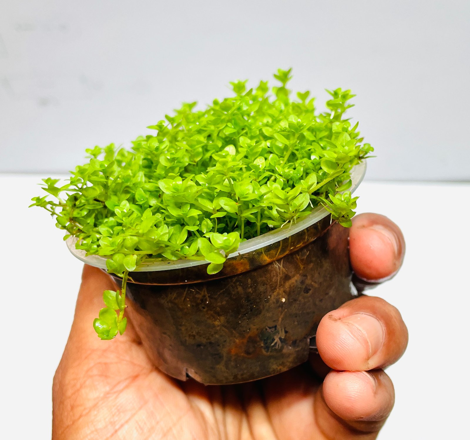 Monte Carlo (Micranthemum Tweediei) - Image 3