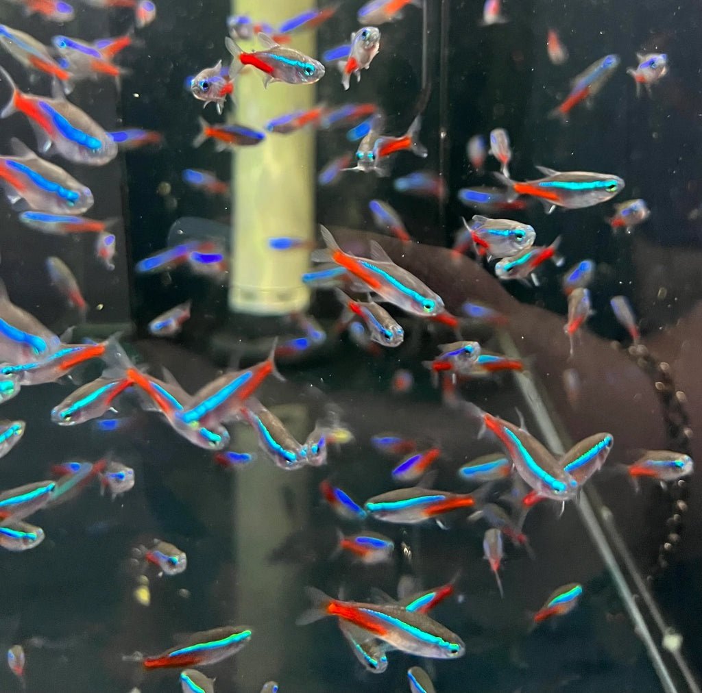 Neon Tetra - Image 2