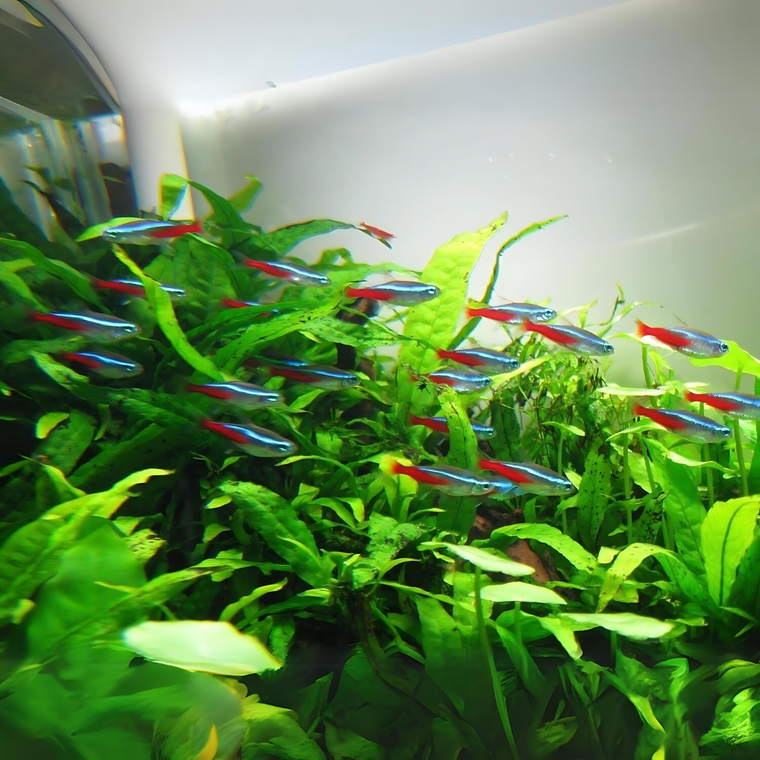 Neon Tetra - Image 3