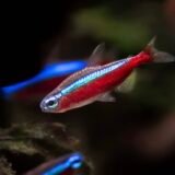 Cardinal Tetra