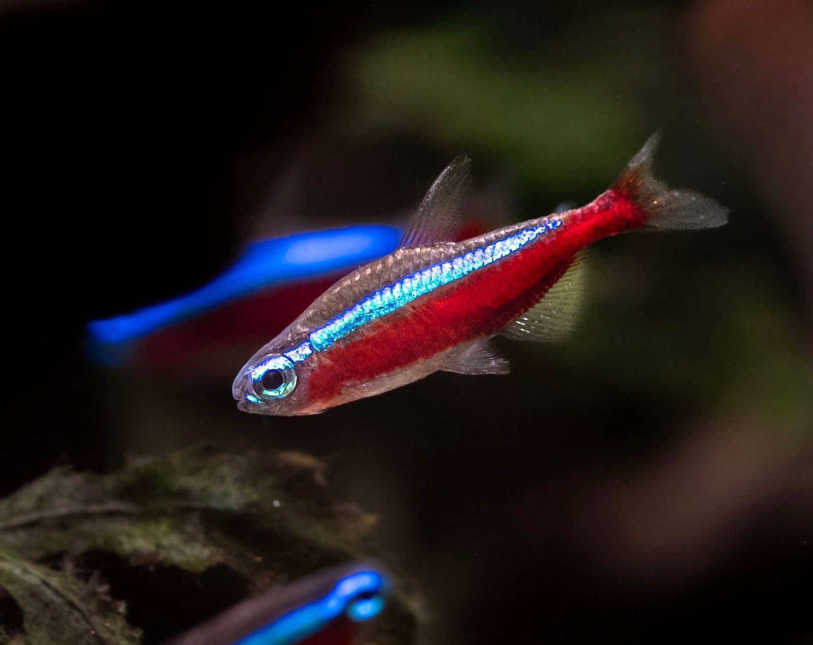 Cardinal Tetra