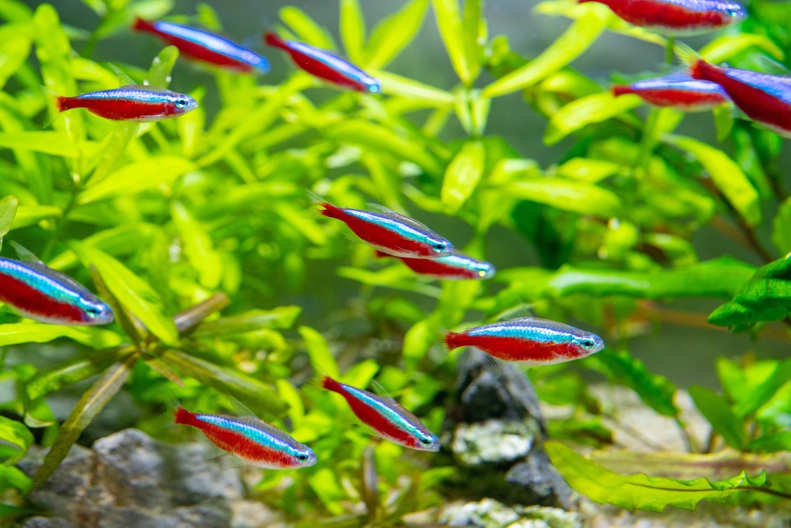 Cardinal Tetra - Image 2