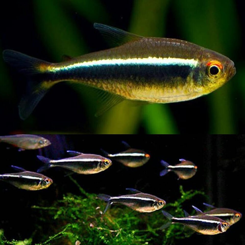 Black Neon Tetra - Image 2