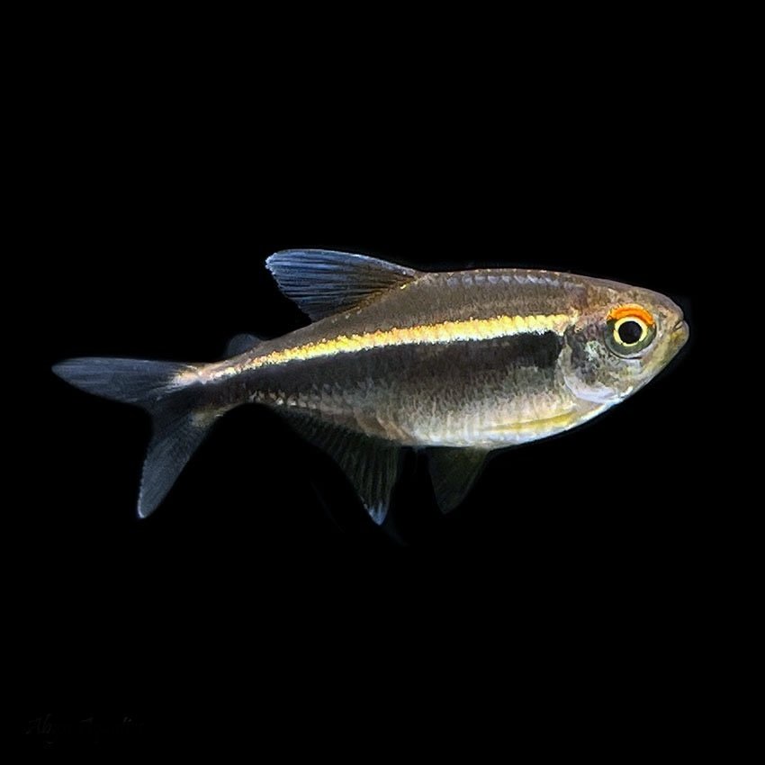 Black Neon Tetra