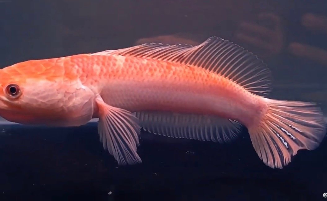 Channa Golden Pulchra - 3”-3.5”inch
(Imported) - Image 3