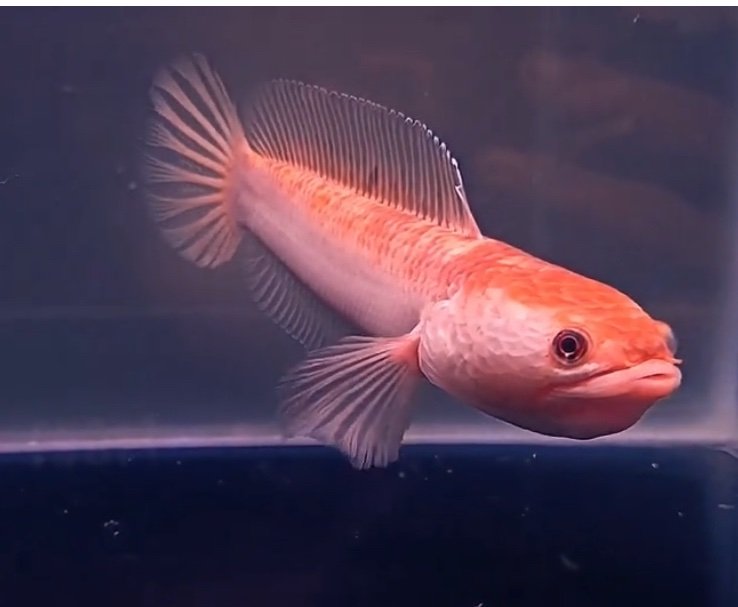 Channa Golden Pulchra - 3”-3.5”inch
(Imported)