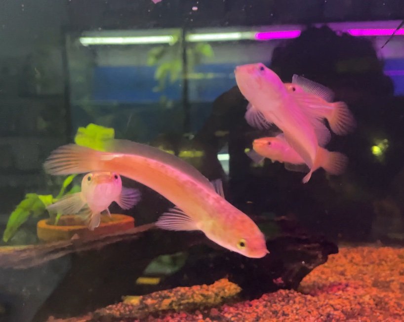 Channa Golden Pulchra - 3”-3.5”inch
(Imported) - Image 2