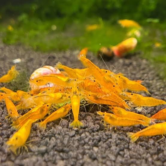 Orange Shrimp - Image 3