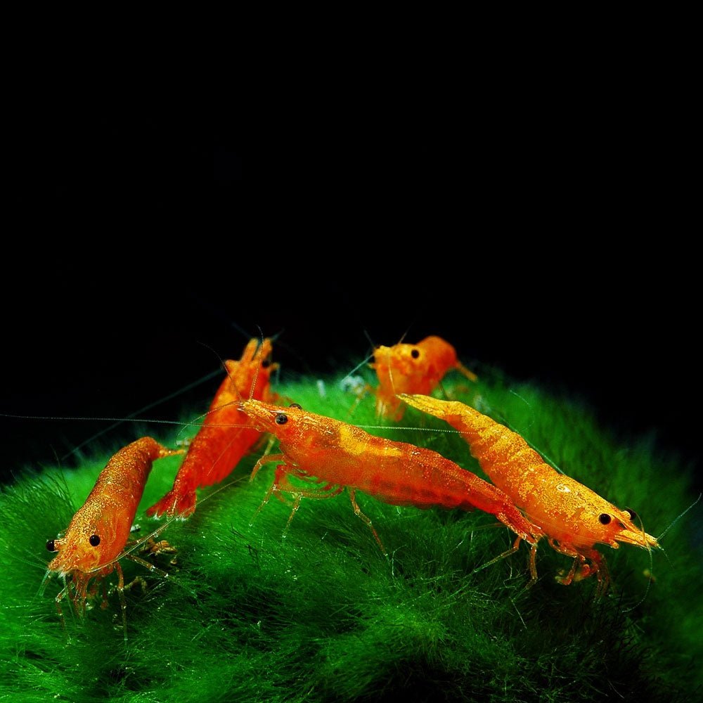 Orange Shrimp - Image 2