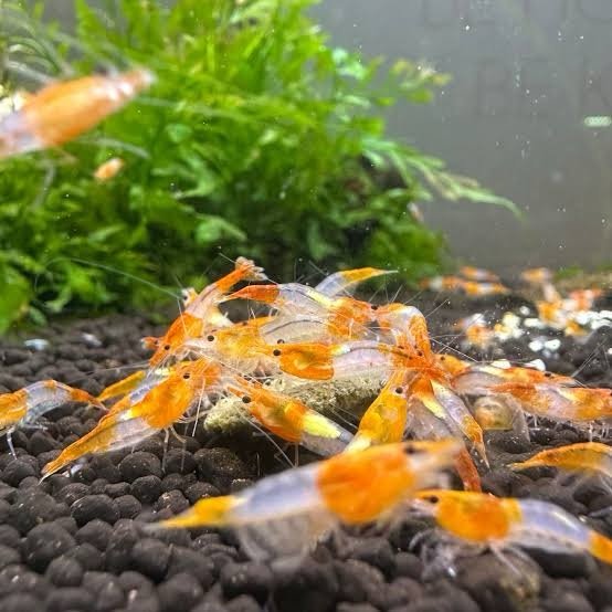 Orange Rili Shrimp - Image 2