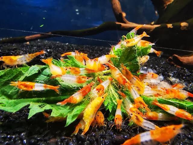 Orange Rili Shrimp - Image 3