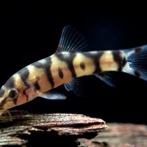 Yo Yo Loach 
(4-6cm)