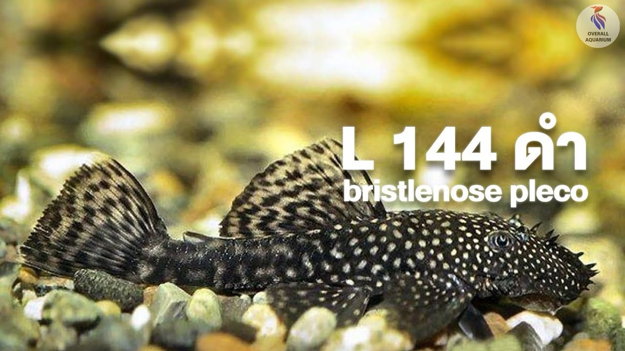 Bristlenose Pleco – Black (L144 Short Fin) Size: 1” – 2” - Image 4