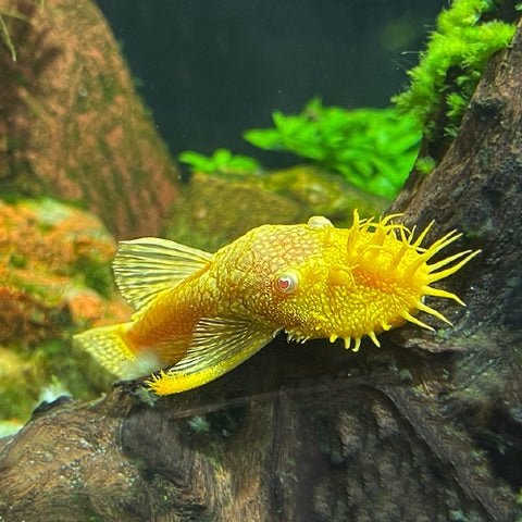 Albino Bristlenose Pleco (L144 Red Eye, Short Fin)
Size: 1” – 2” - Image 4