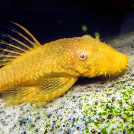 Albino Bristlenose Pleco (L144 Red Eye, Short Fin)
Size: 1” – 2” - Image 5
